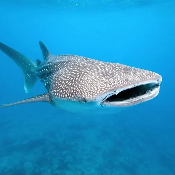 Whale Shark (June 1 - August 31)